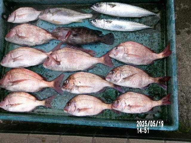 マダイ・マハタ