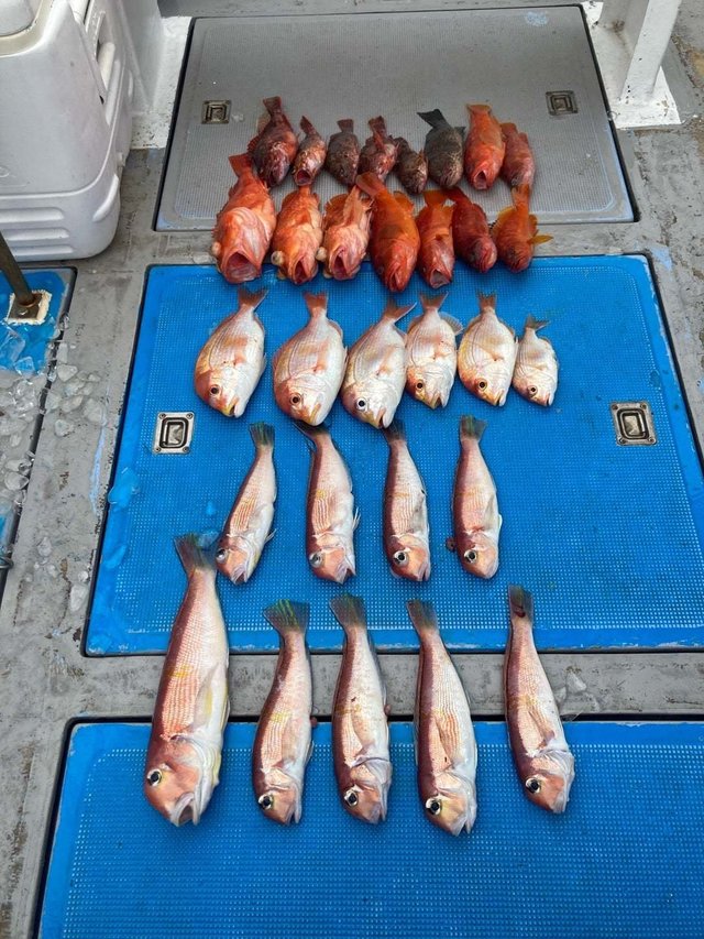 マダイ・アマダイ(アカアマダイ)・ウッカリカサゴ