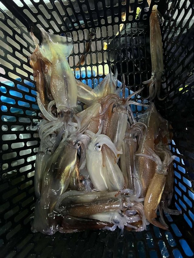 ムギイカ(スルメイカ)