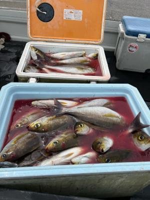 イサギ(イサキ)