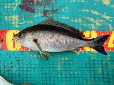 イサギ(イサキ)