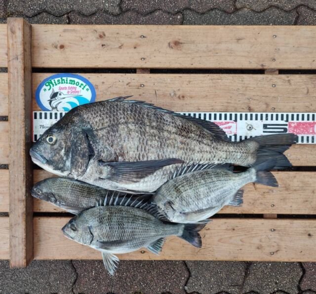 チヌ(クロダイ)