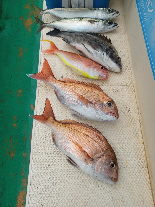 マダイ・クロダイ・イトヨリ(イトヨリダイ)・サバ(ゴマサバ)