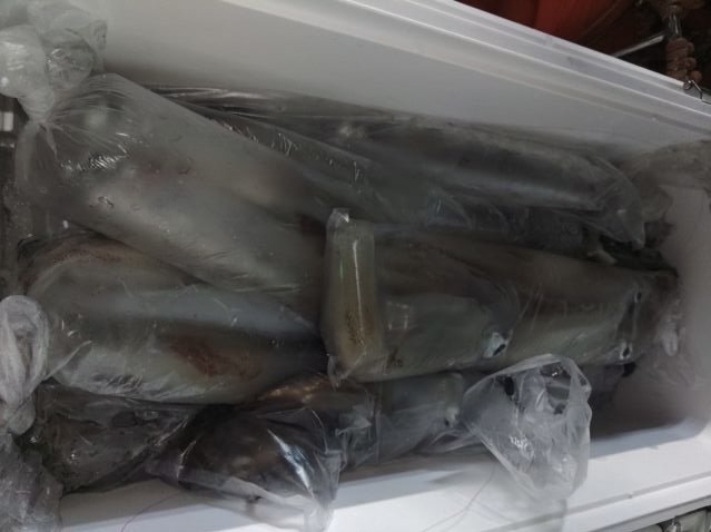 ケンサキ(ケンサキイカ)