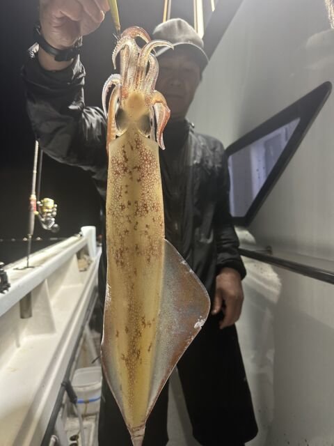 ケンサキ(ケンサキイカ)