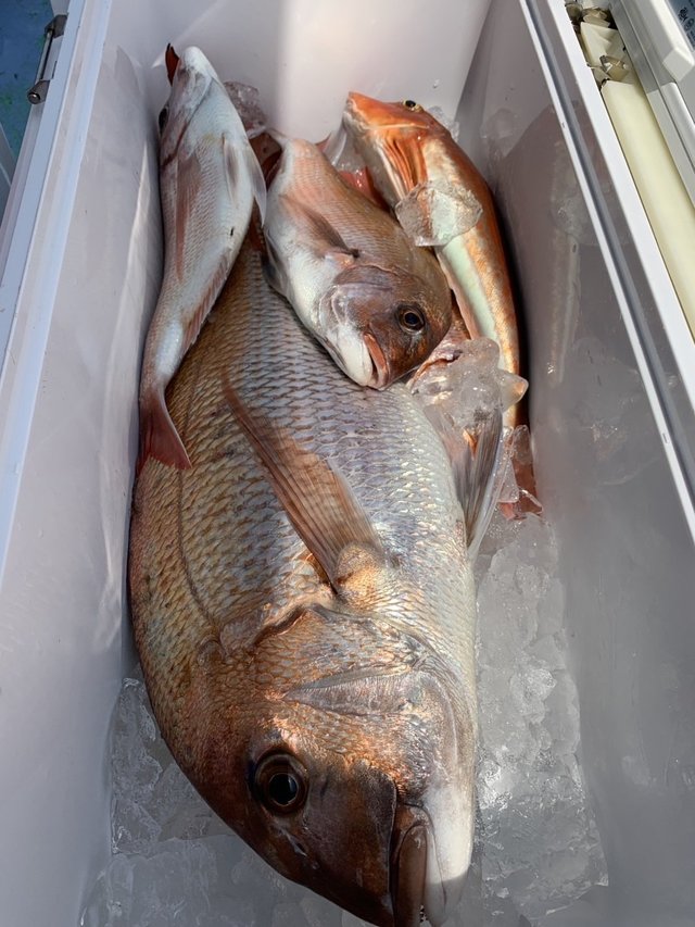 マダイ・ハナダイ(チダイ)