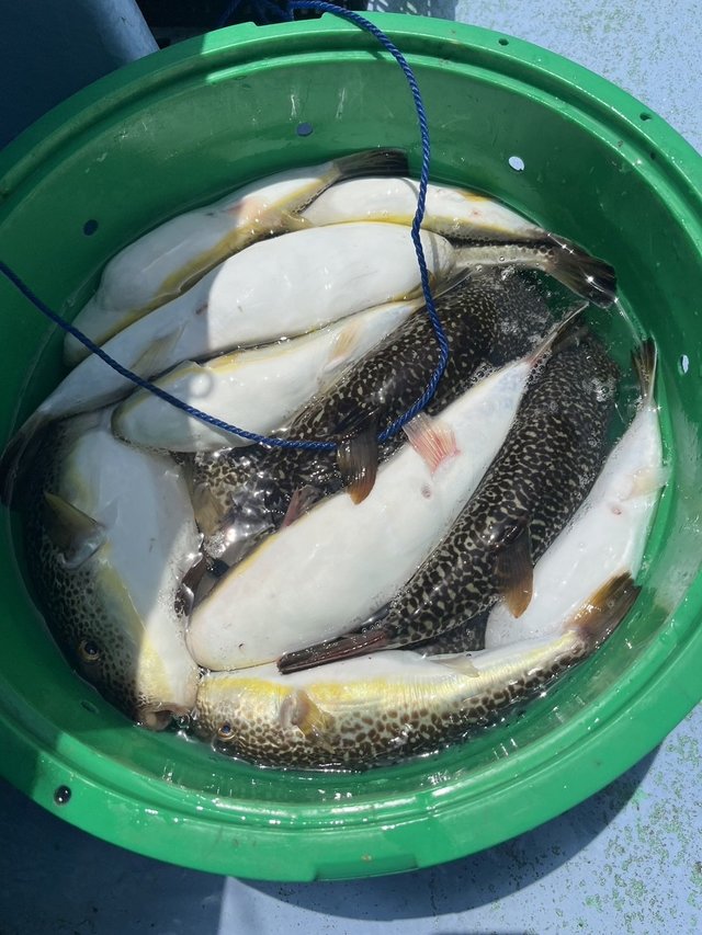 ショウサイフグ