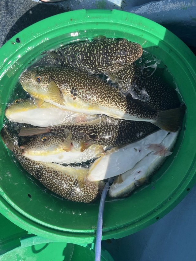 ショウサイフグ