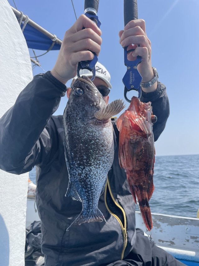 カサゴ・マゾイ(キツネメバル)