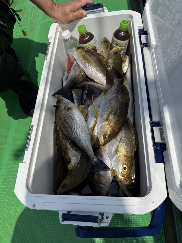 イサギ(イサキ)