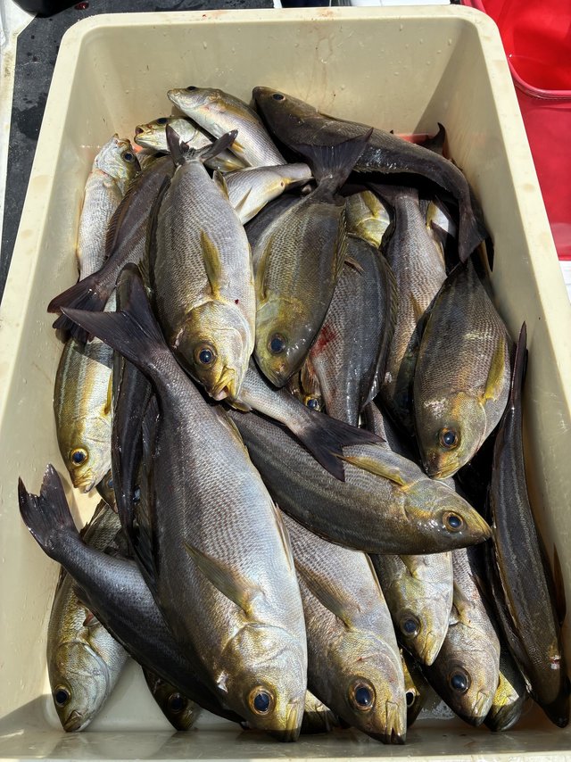 イサギ(イサキ)