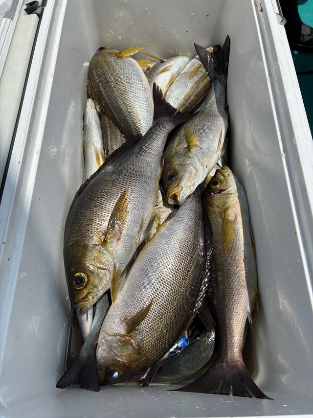 イサギ(イサキ)