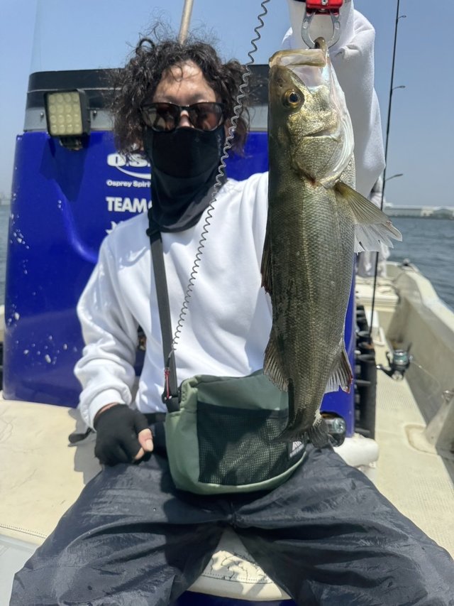 シーバス(スズキ)