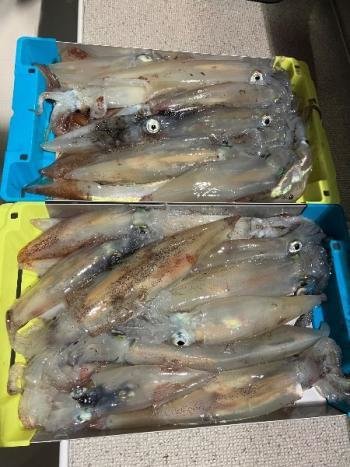 スルメイカ・マイカ(ケンサキイカ)