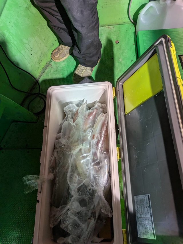 イカ(ケンサキイカ)