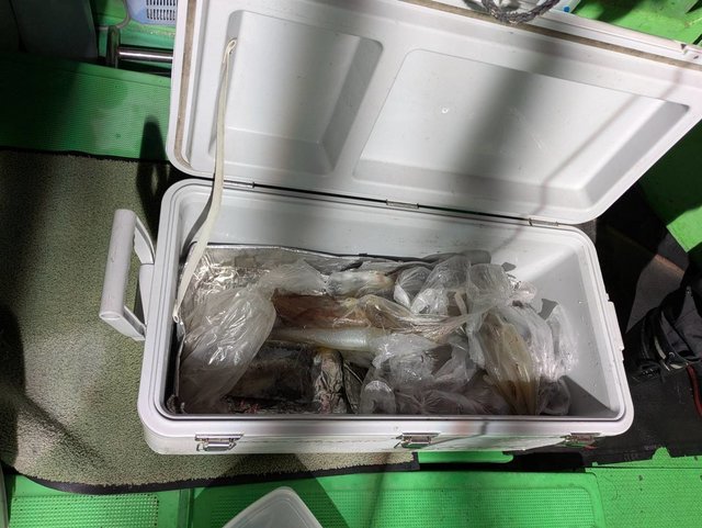 イカ(ケンサキイカ)