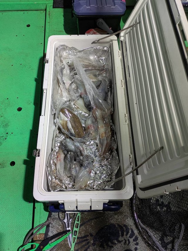 イカ(ケンサキイカ)