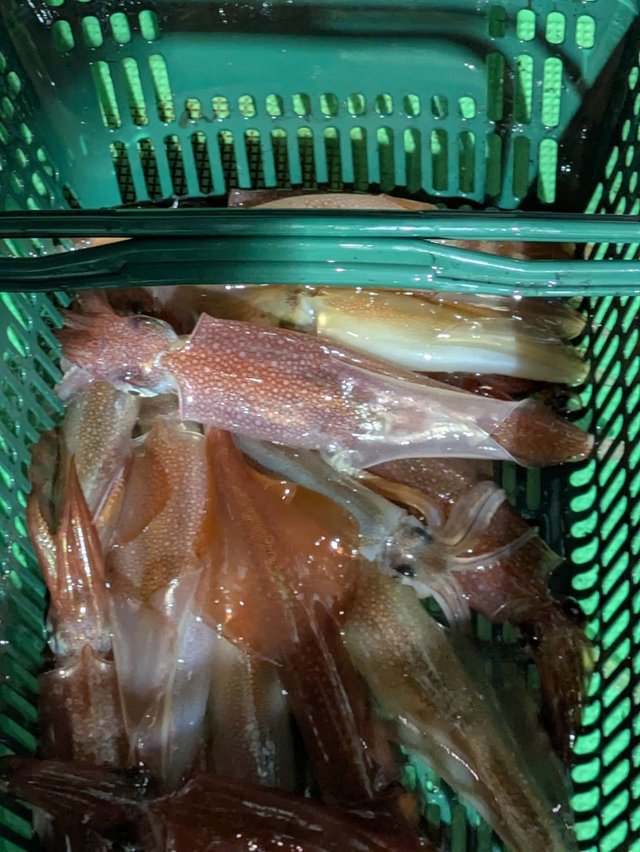 イカ(ケンサキイカ)