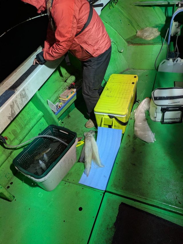 イカ(ケンサキイカ)