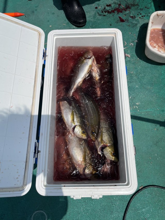 イサギ(イサキ)