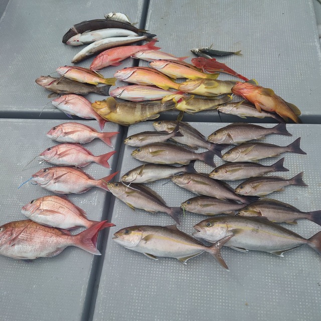 マダイ・イサキ