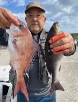 マダイ・イサキ