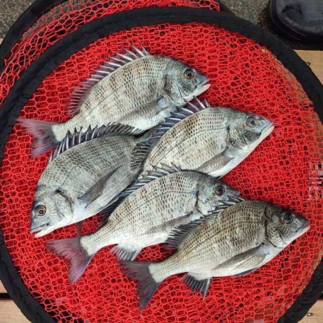 チヌ(クロダイ)