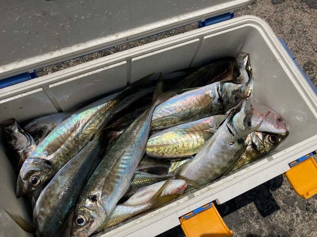 アジ(マアジ)・サバ(ゴマサバ)