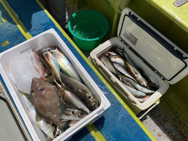 アジ(マアジ)・ウマヅラ(ウマヅラハギ)