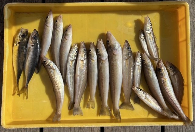 シロギス・アジ(マアジ)