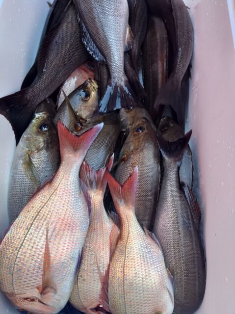 マダイ・イサキ