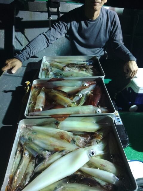 イカ(ヤリイカ)