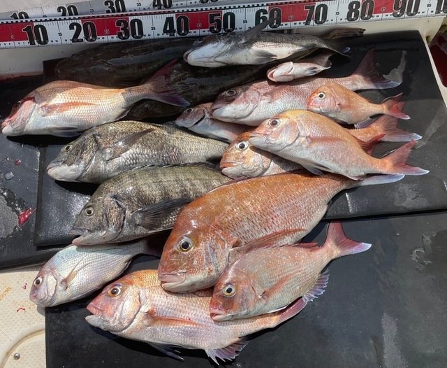 マダイ・チヌ(クロダイ)・マゴチ