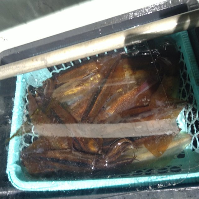 ケンサキイカ・スルメイカ