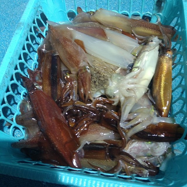 ケンサキイカ・スルメイカ