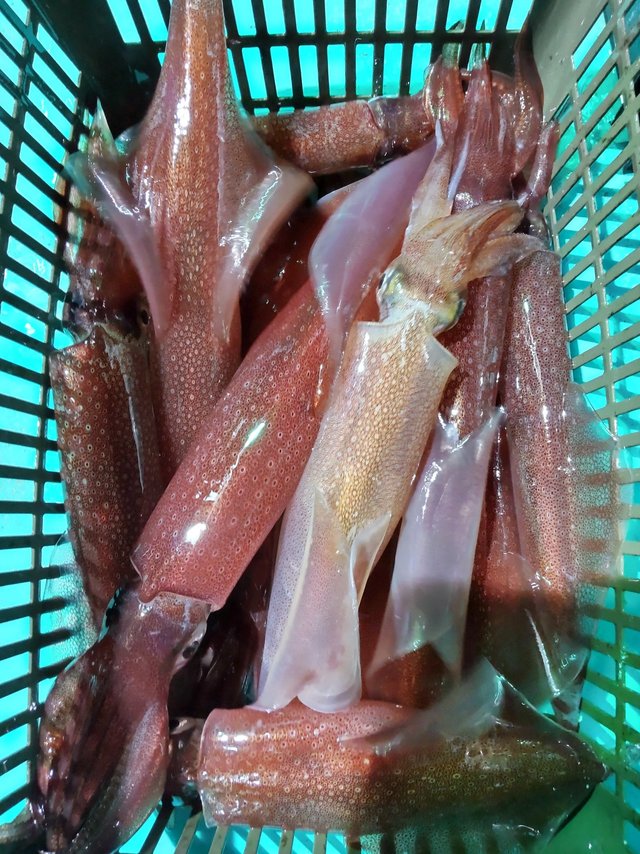 シロイカ(ケンサキイカ)