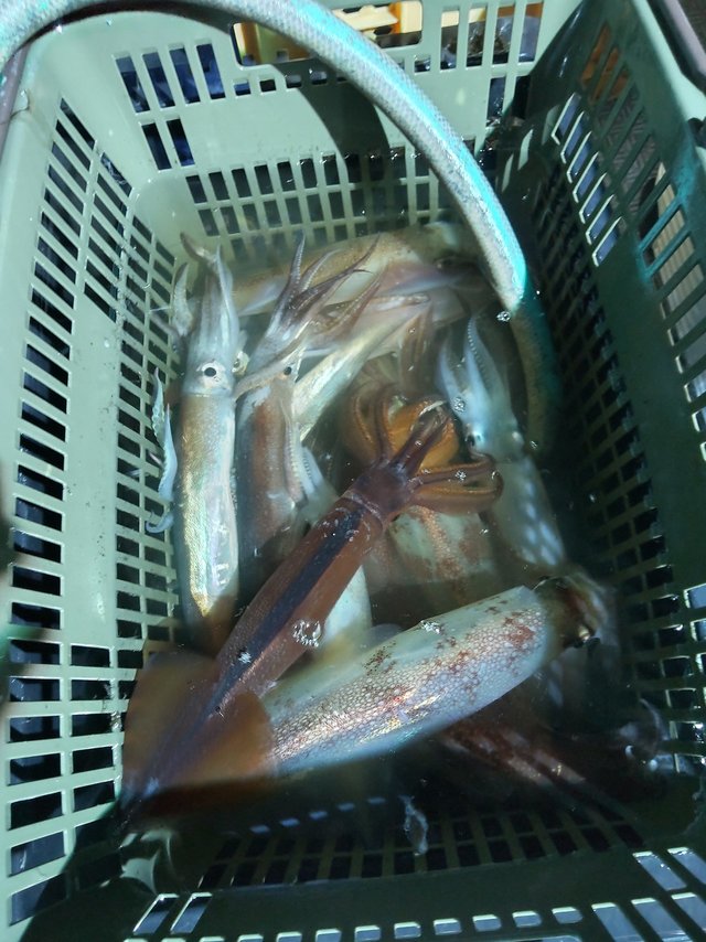 スルメ(スルメイカ)