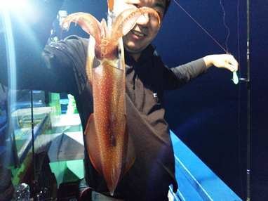 マイカ(ケンサキイカ)