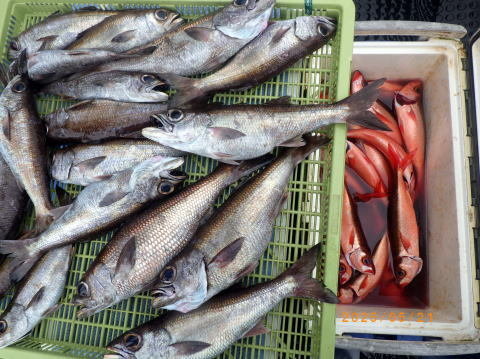 クロムツ・ハチビキ