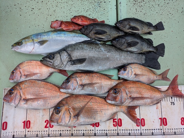 タイ(マダイ)・ヒラスズキ・ハマチ(ブリ)・メバル