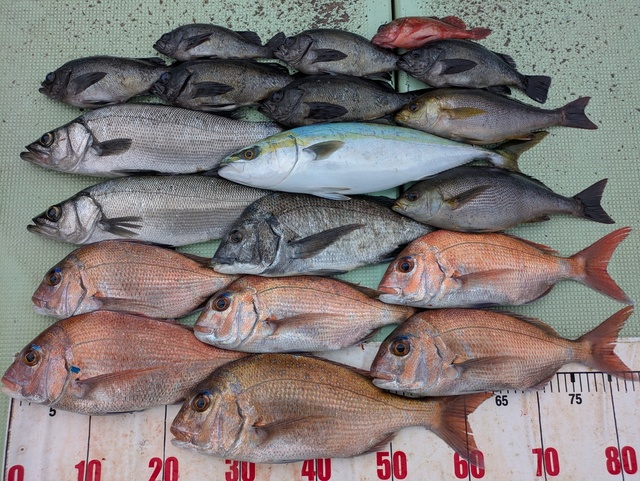 タイ(マダイ)・チヌ(クロダイ)・ヒラスズキ・ハマチ(ブリ)・イサギ(イサキ)・メバル