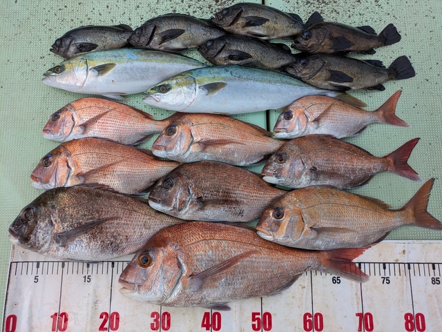 タイ(マダイ)・ハマチ(ブリ)・メバル