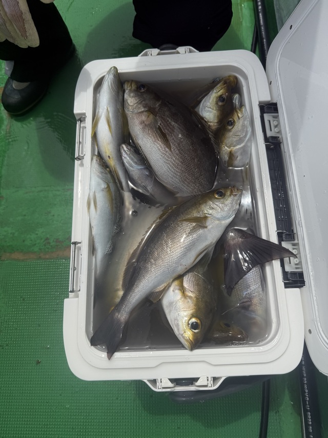 イサギ(イサキ)