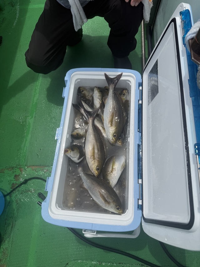 イサギ(イサキ)