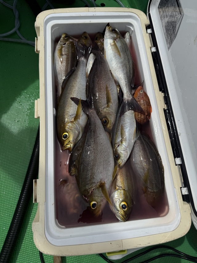 イサギ(イサキ)