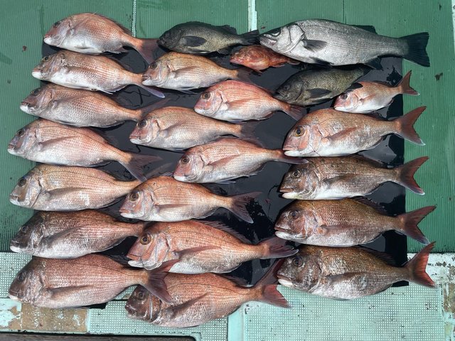 マダイ・ヒラセイゴ(ヒラスズキ)