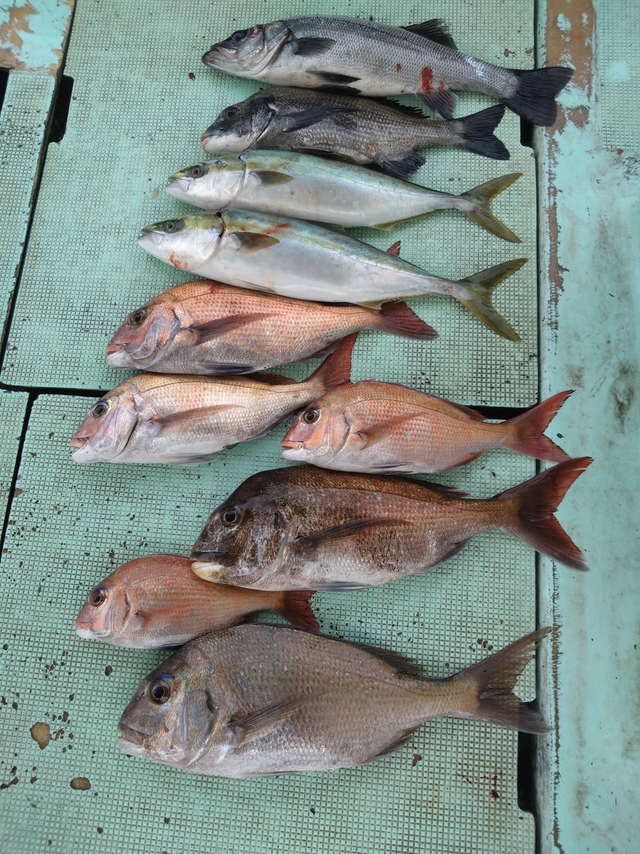 タイ(マダイ)・チヌ(クロダイ)・ヒラスズキ・ハマチ(ブリ)