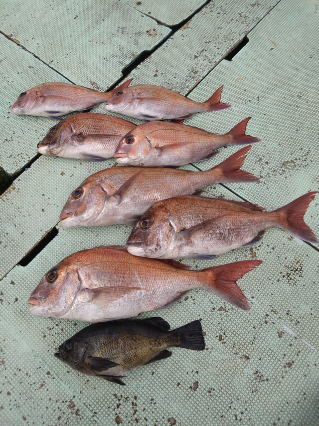 タイ(マダイ)・メバル