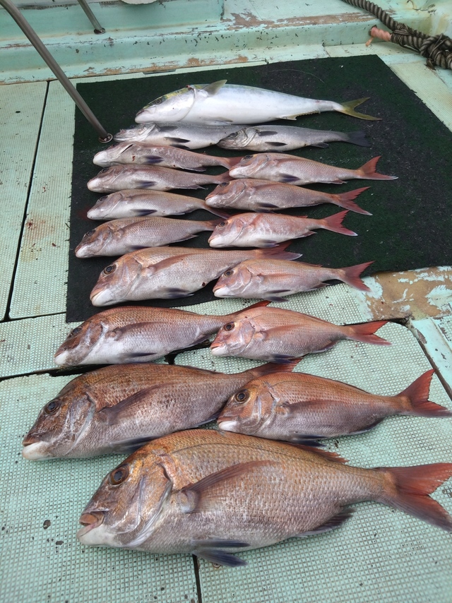 タイ(マダイ)・ヒラスズキ・メジロ(ブリ)