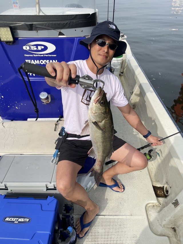 シーバス(スズキ)